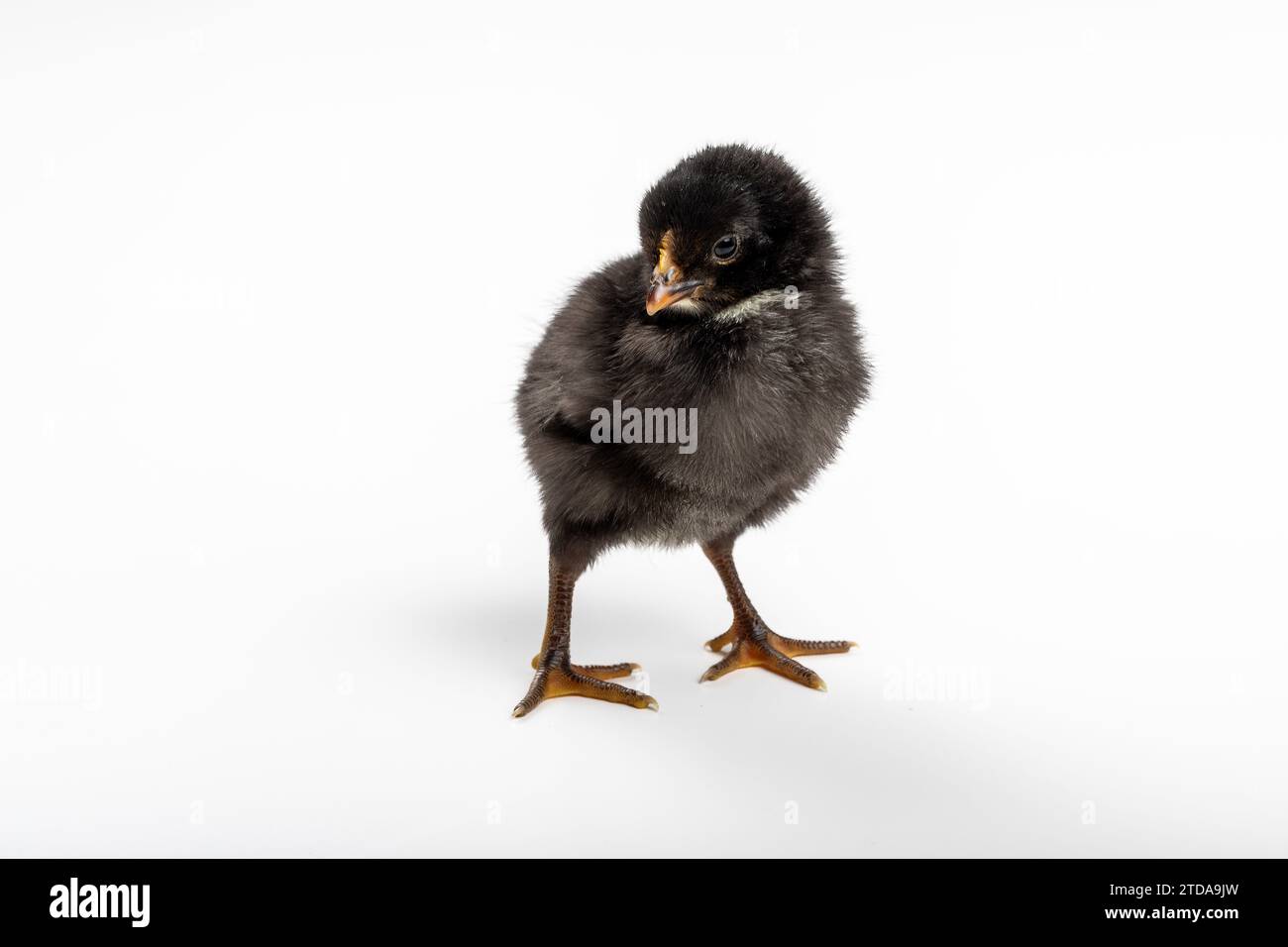 Happy Easter! Single Newborn Easter Chick: Symbol of Spring Renewal Stock Photo