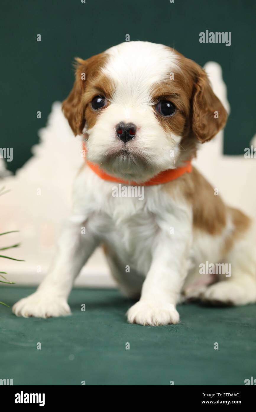 Cute small cavalier king charles spaniel puppy Stock Photo Alamy