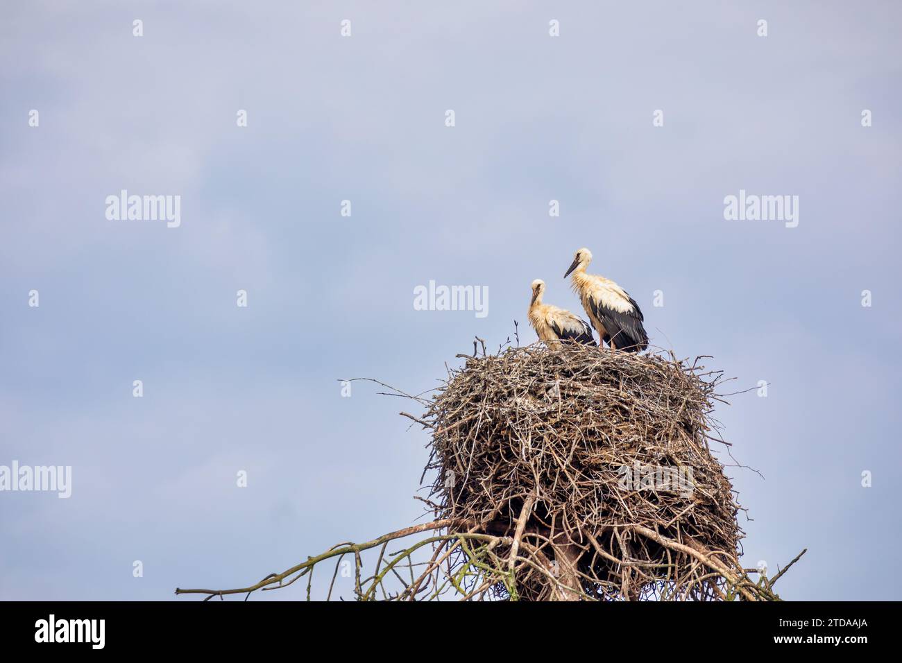 Stork Nest: Traditional German Symbolism for Fertility and Newborns Stock Photo