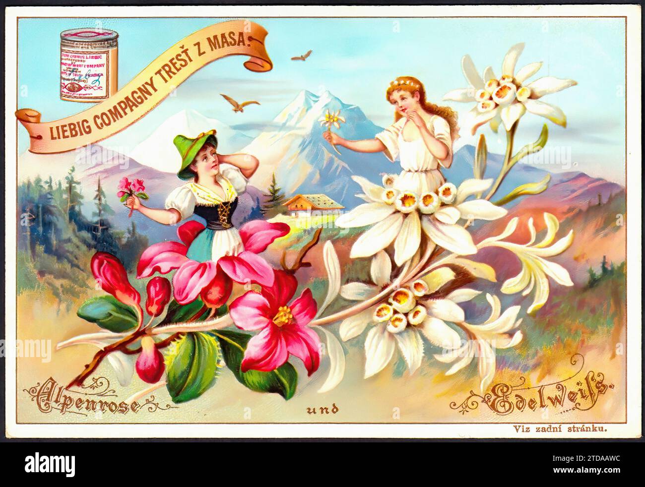 Flower Girls VII - Alpine Rose & Edelweiss - Vintage Liebig Trade Card Stock Photo