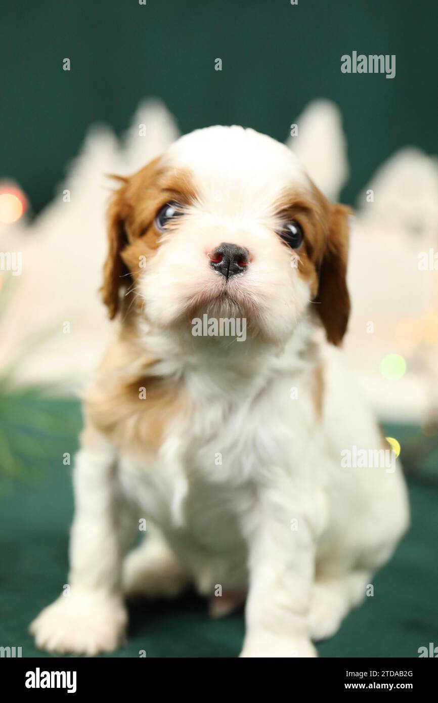 Cute small cavalier king charles spaniel puppy Stock Photo Alamy