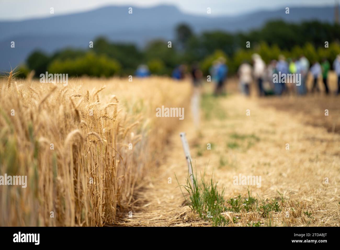 agricultural field day with a group of farmer growing wheat and barley