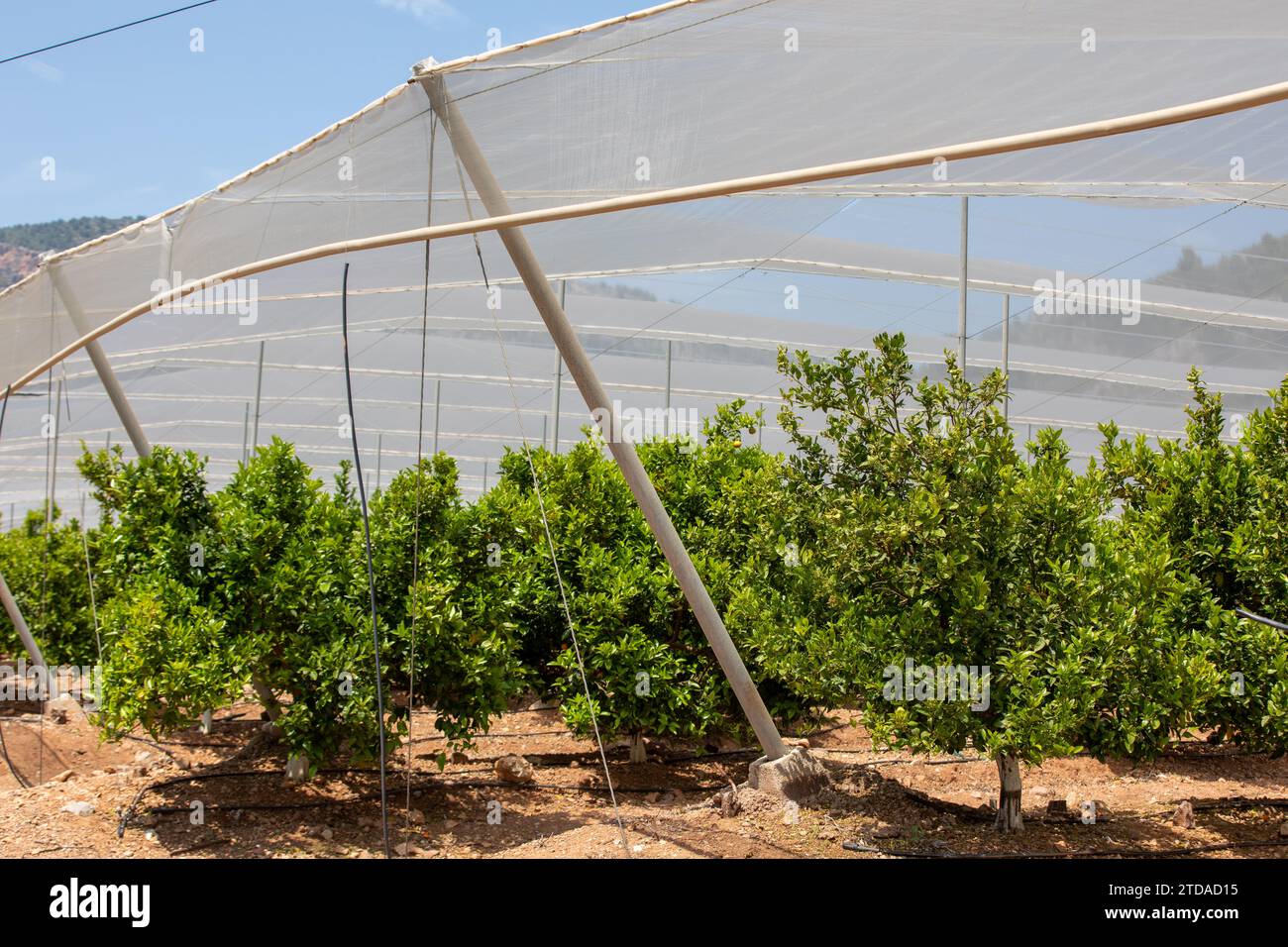 Orchard with anti-hail and bird protection nets Stock Photo