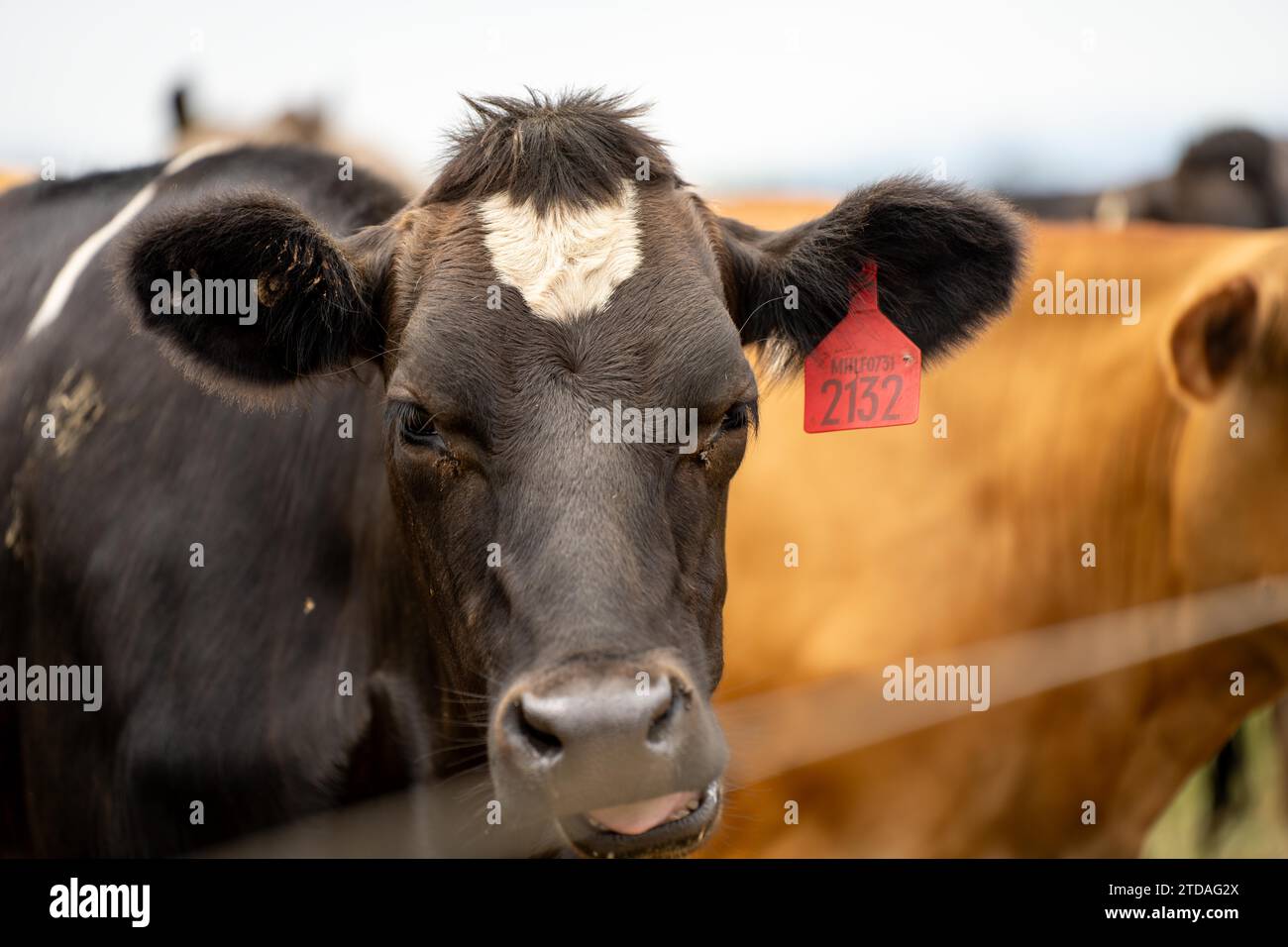 portrait Stud dairy cows grazing on grass in a field, in Australia. breeds include Friesian