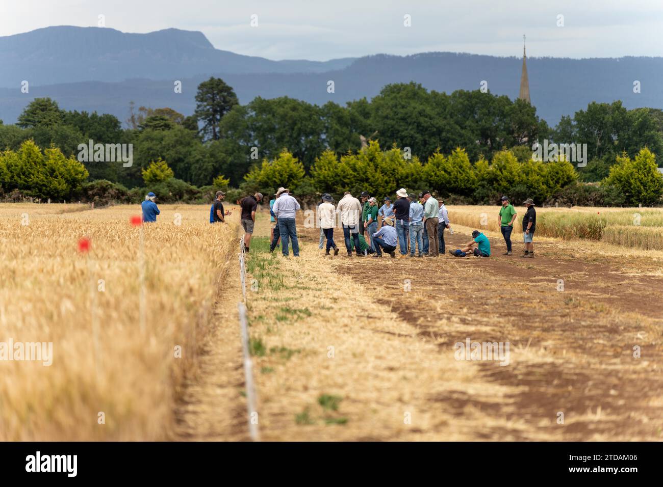 regenerative organic farmer, learning about cereal crops and looking at