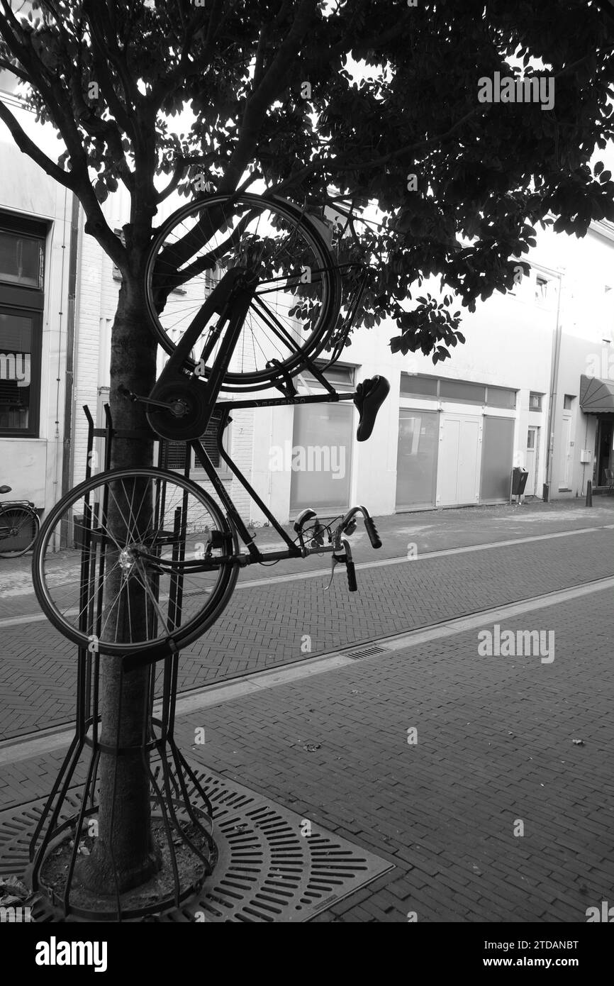 bicycle hanging in a tree Stock Photo