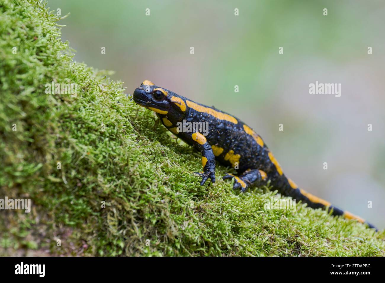 Feuersalamander, Salamandra salamandra, european fire salamander Stock Photo