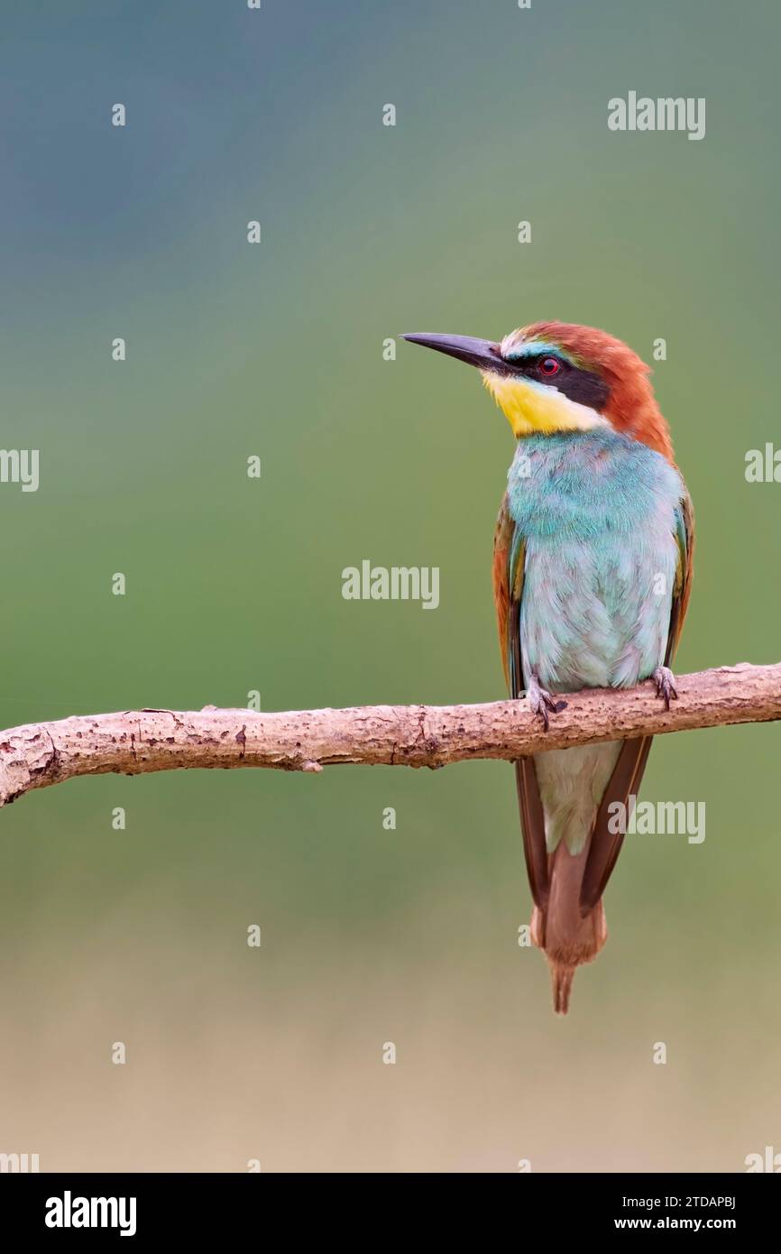 Bienenfresser, European bee eater, Merops apiaster Stock Photo