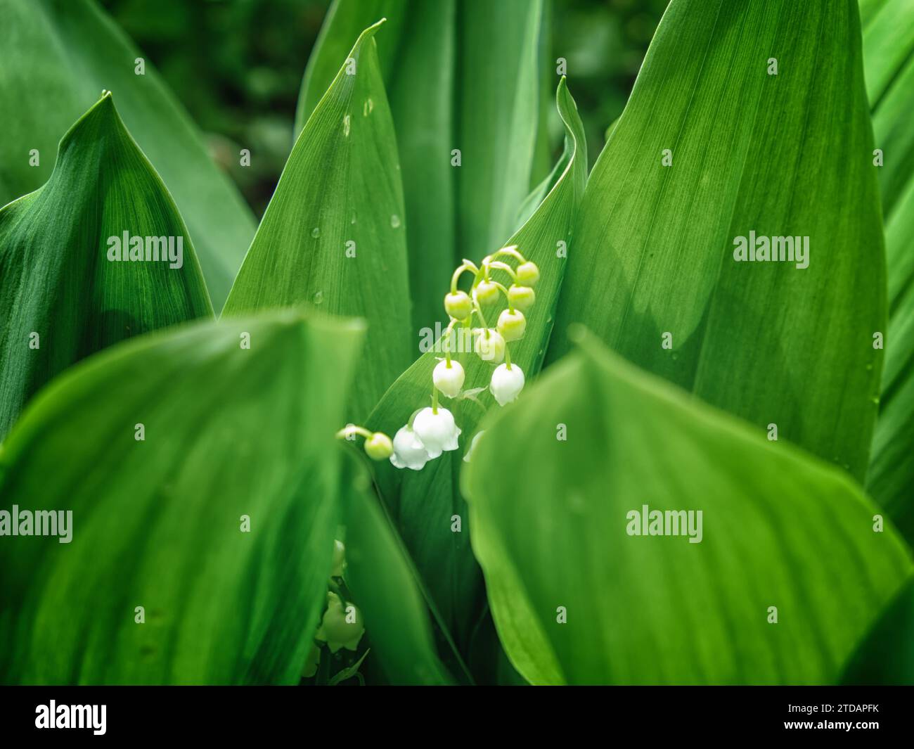 A lily of the valley plant with white flowers and green leaves is ...