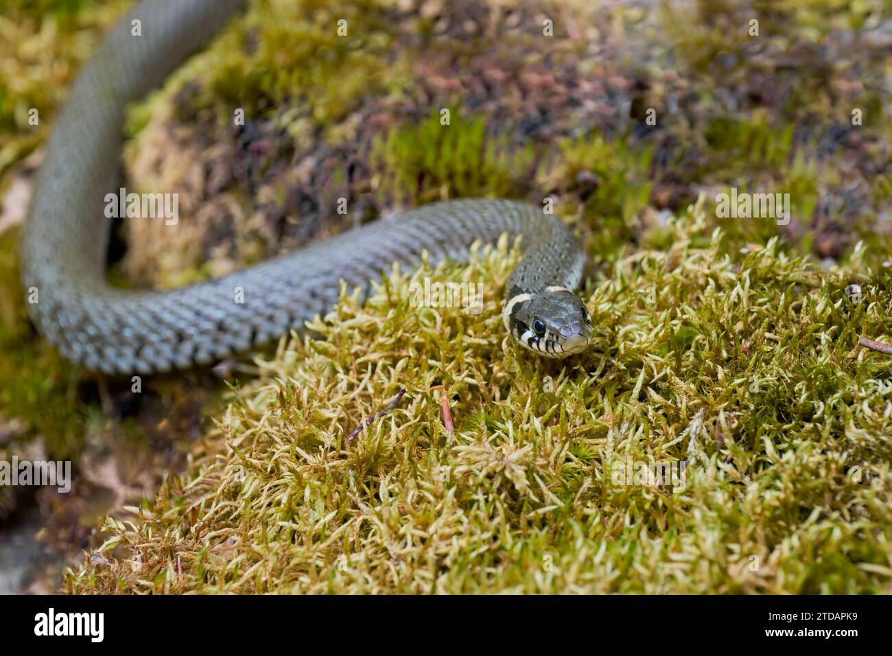 Ringelnatter, Natrix natrix,Grass Snake Stock Photo