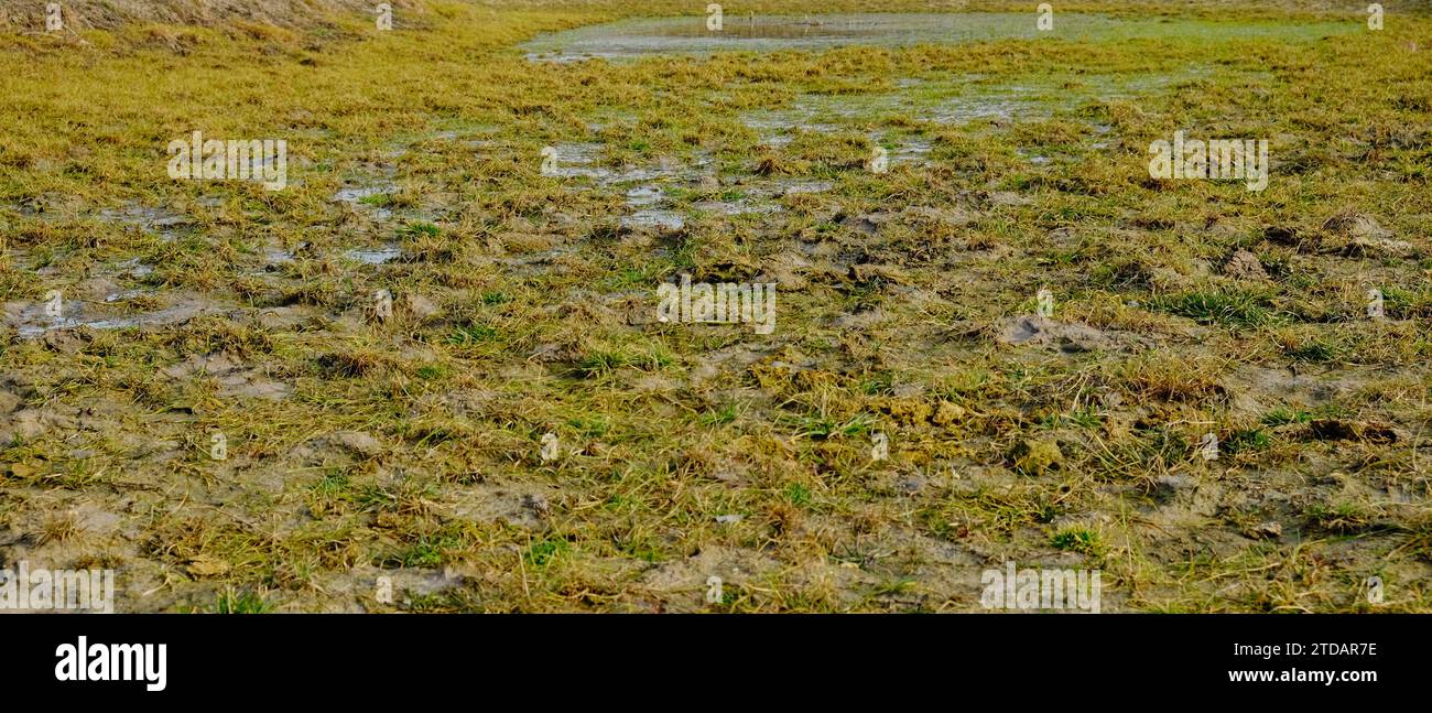 Marsh mud grass hi-res stock photography and images - Alamy