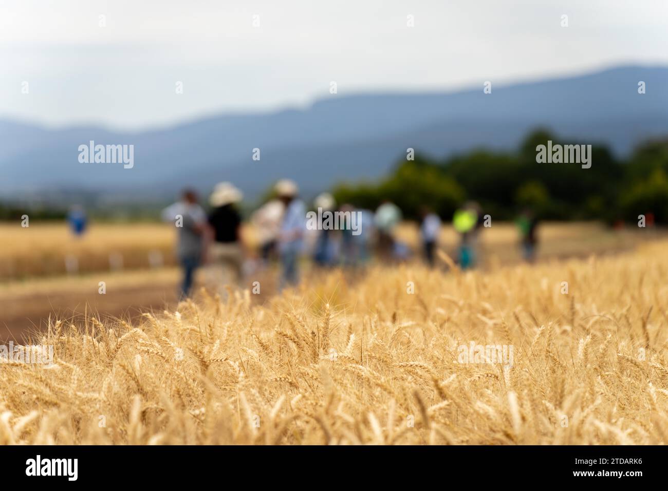 agricultural field day with a group of farmer growing wheat and barley