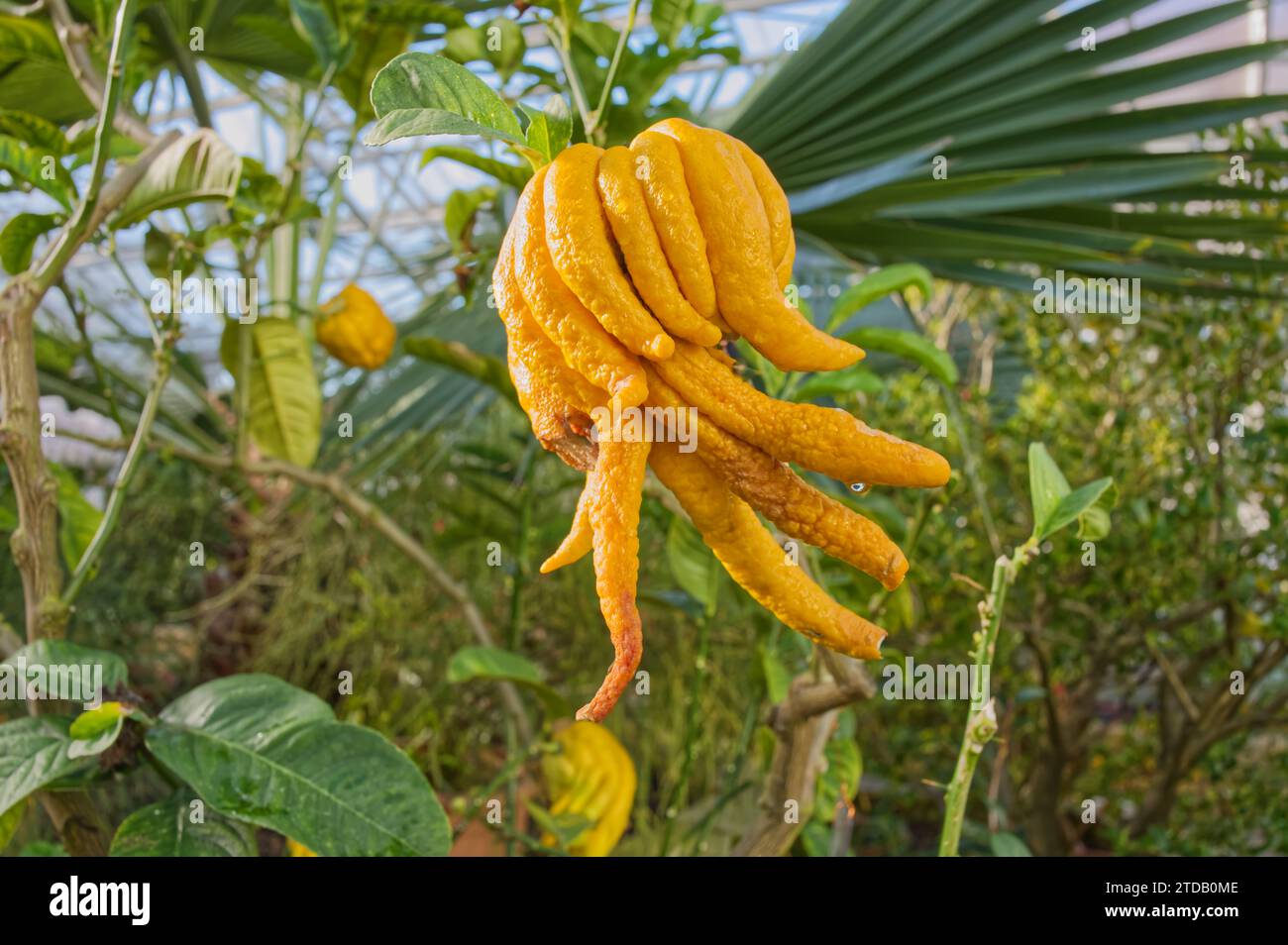Close up of a fingered citron fruit  on a citrus medica tree Stock Photo