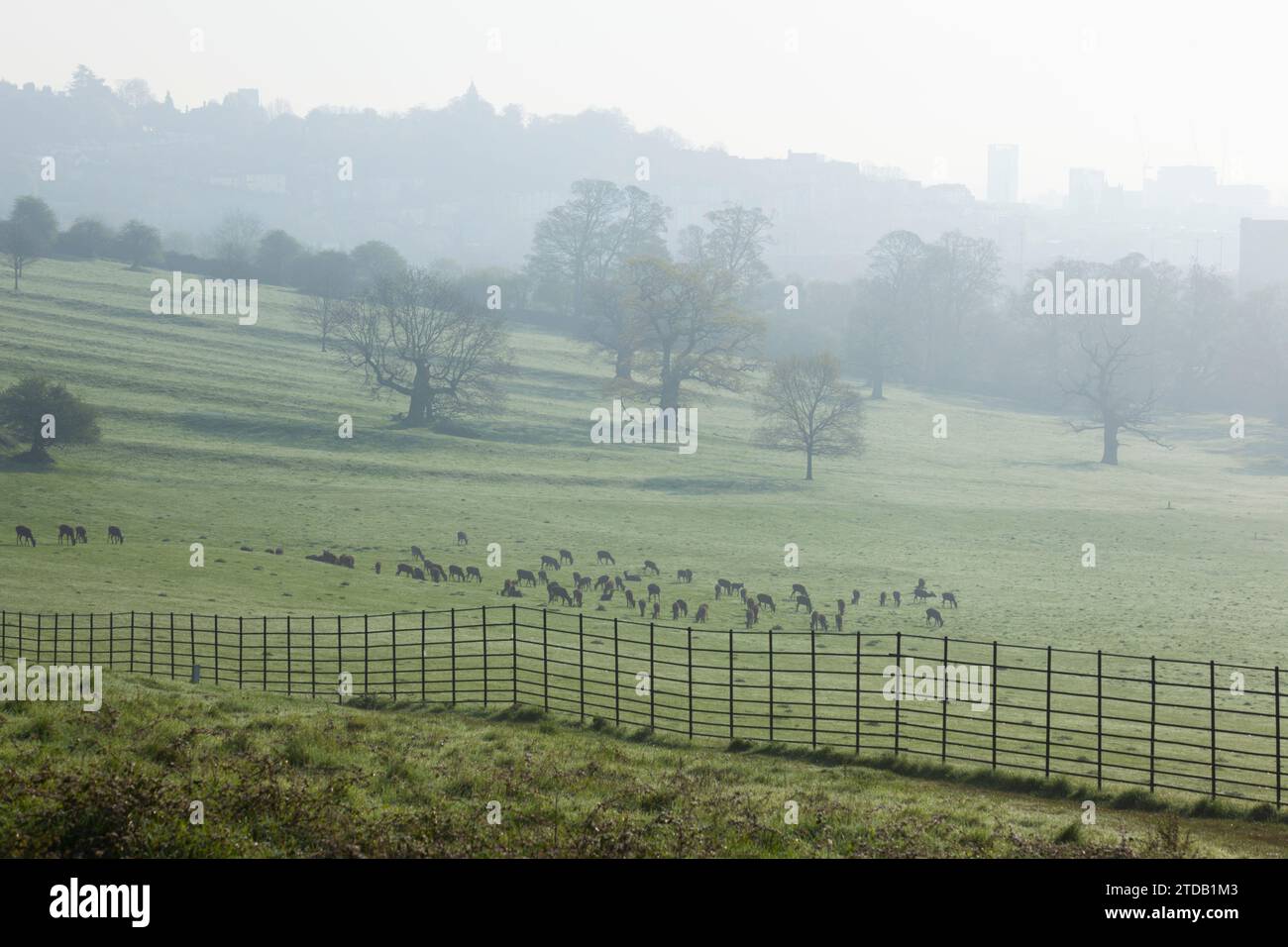 Ashton Court, Bristol, UK Stock Photo