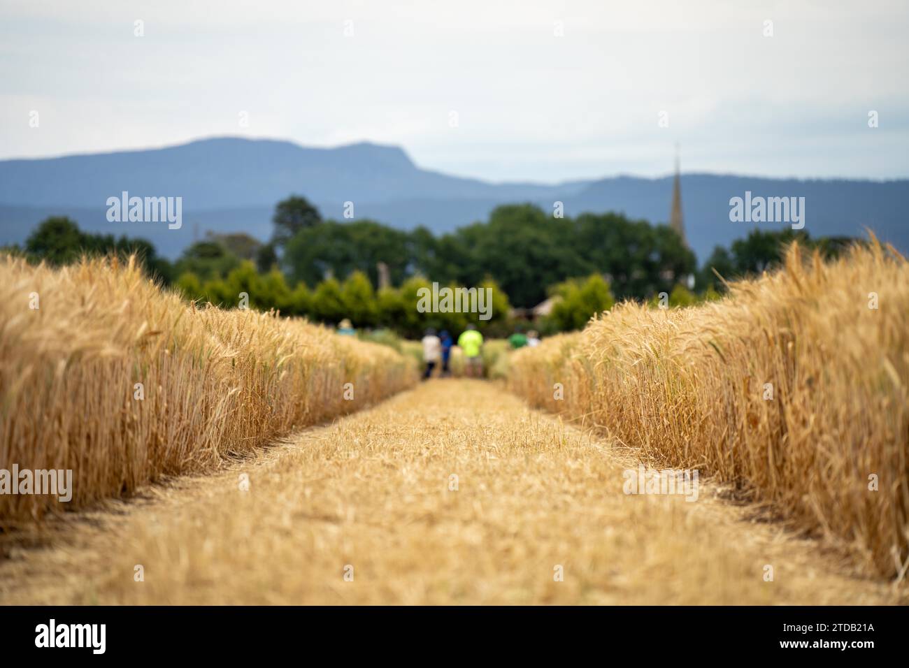 agricultural students in a field learning about crop farming Stock Photo