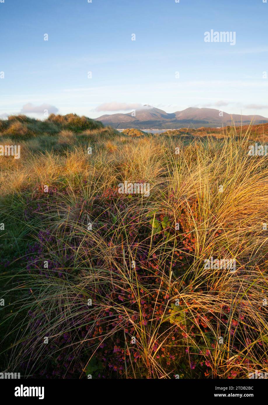 The Mourne Mountains seen from Murlough National Nature Reserve. Country Down. Northern Ireland, UK. Stock Photo