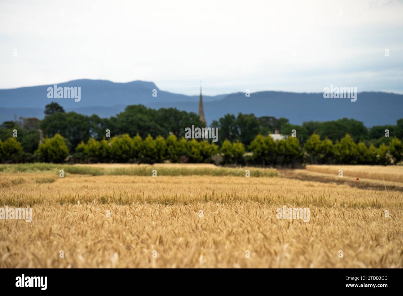Crop rows of wheat and barley plants showing Agriculture growth and ...