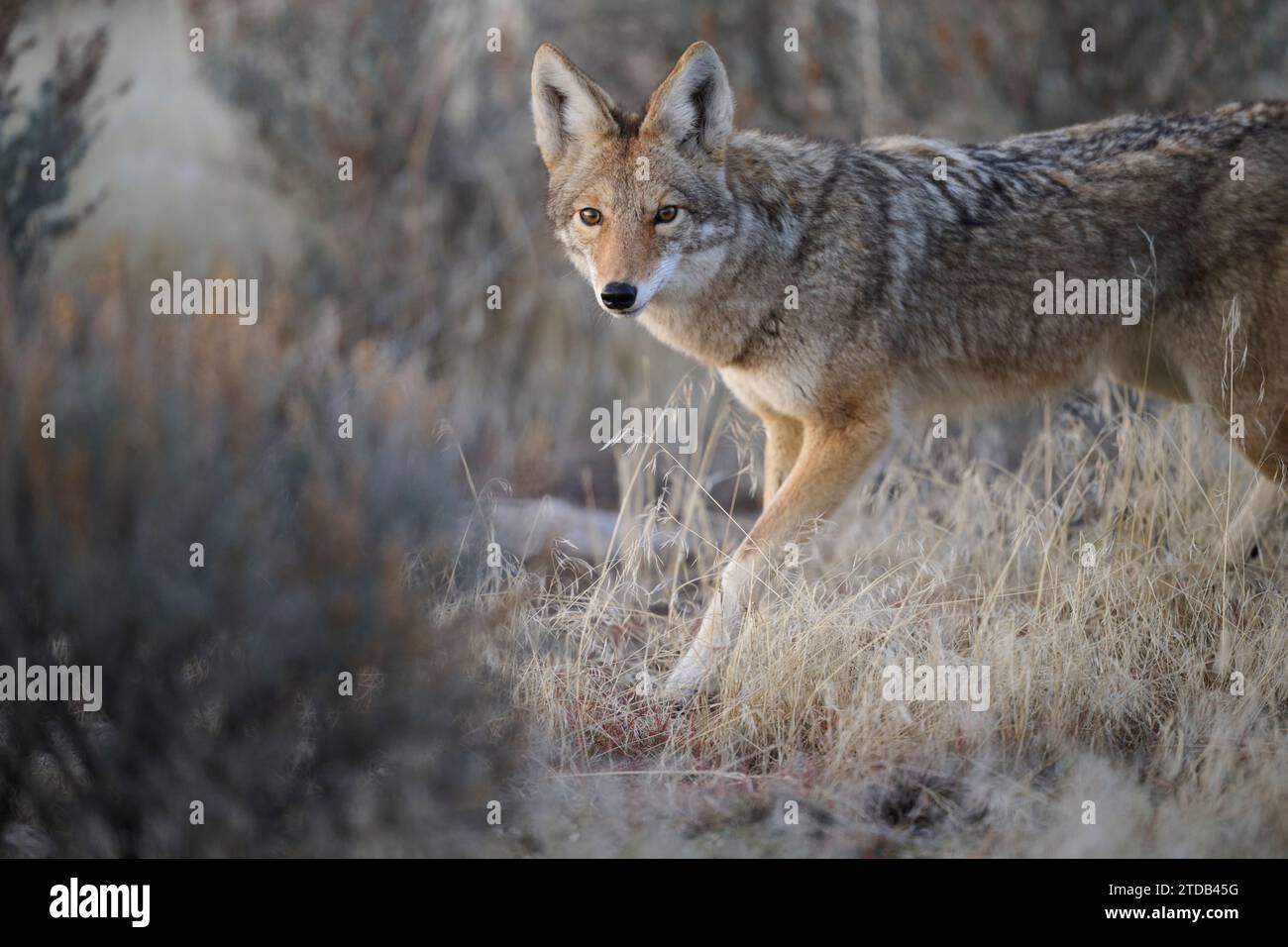 Coyote walking through the brush, Utah Stock Photo