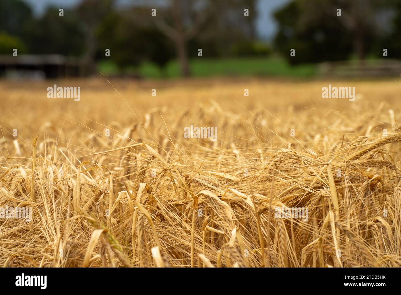 Crop rows of wheat and barley plants showing Agriculture growth and ...
