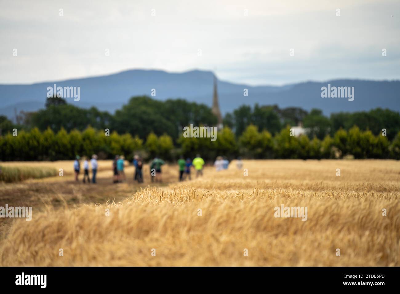 Farming group of farmers learning about crop health and farmers mental ...