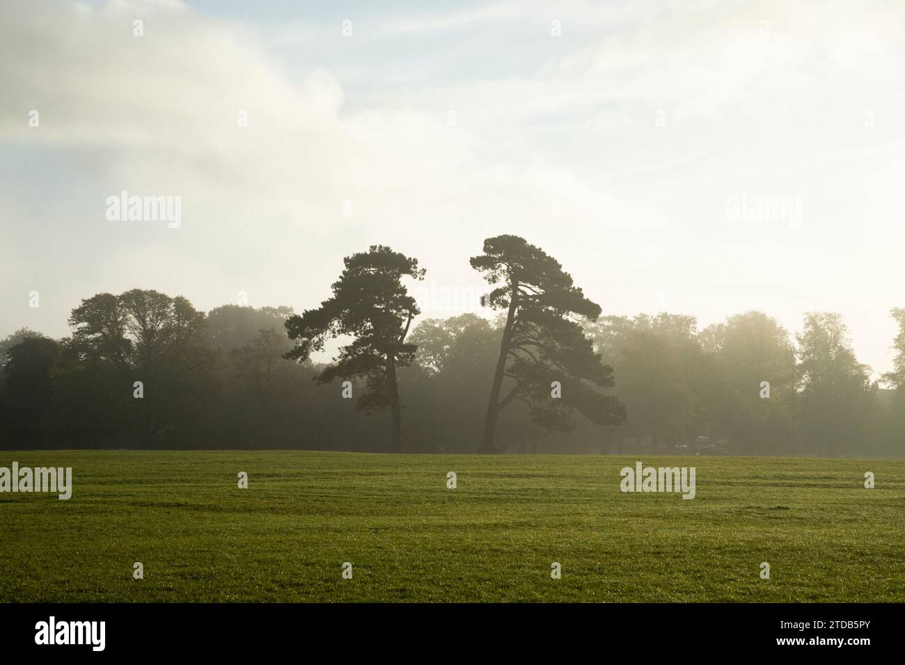 Scots Pine Trees on Durdham Down. Bristol, UK. Stock Photo