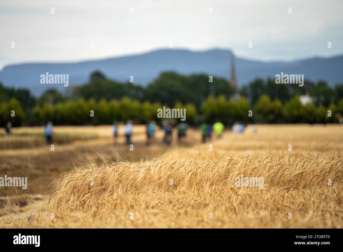 agricultural field day with a group of farmer growing wheat and barley