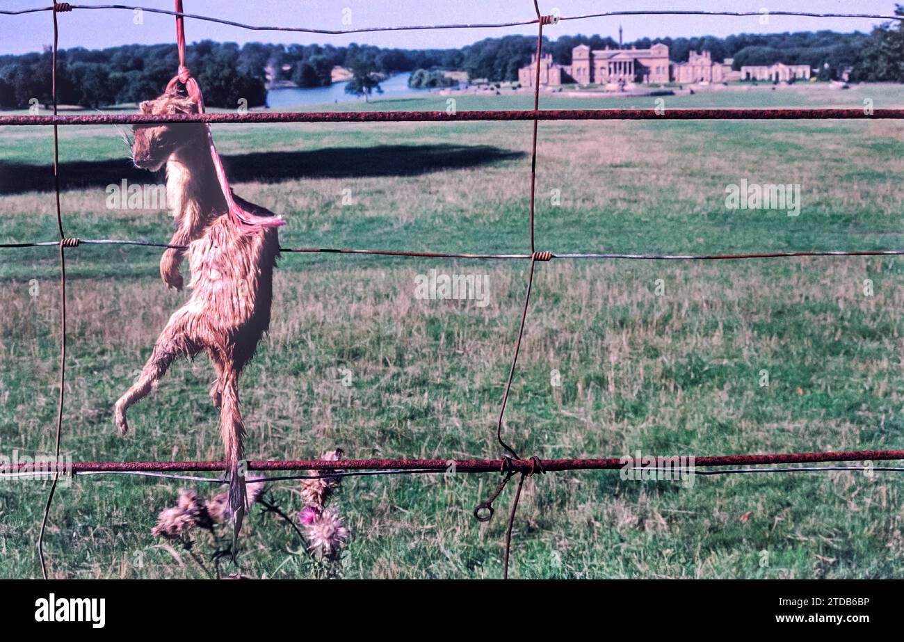 Archive photograph of dead stoat strung up on fence at Holkham Hall, Norfolk. Stock Photo