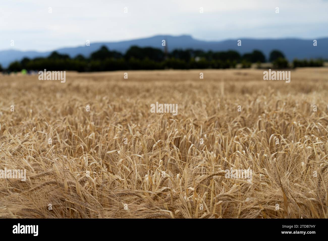 austrlian farming landscape of a wheat grain crop in a field in a farm ...