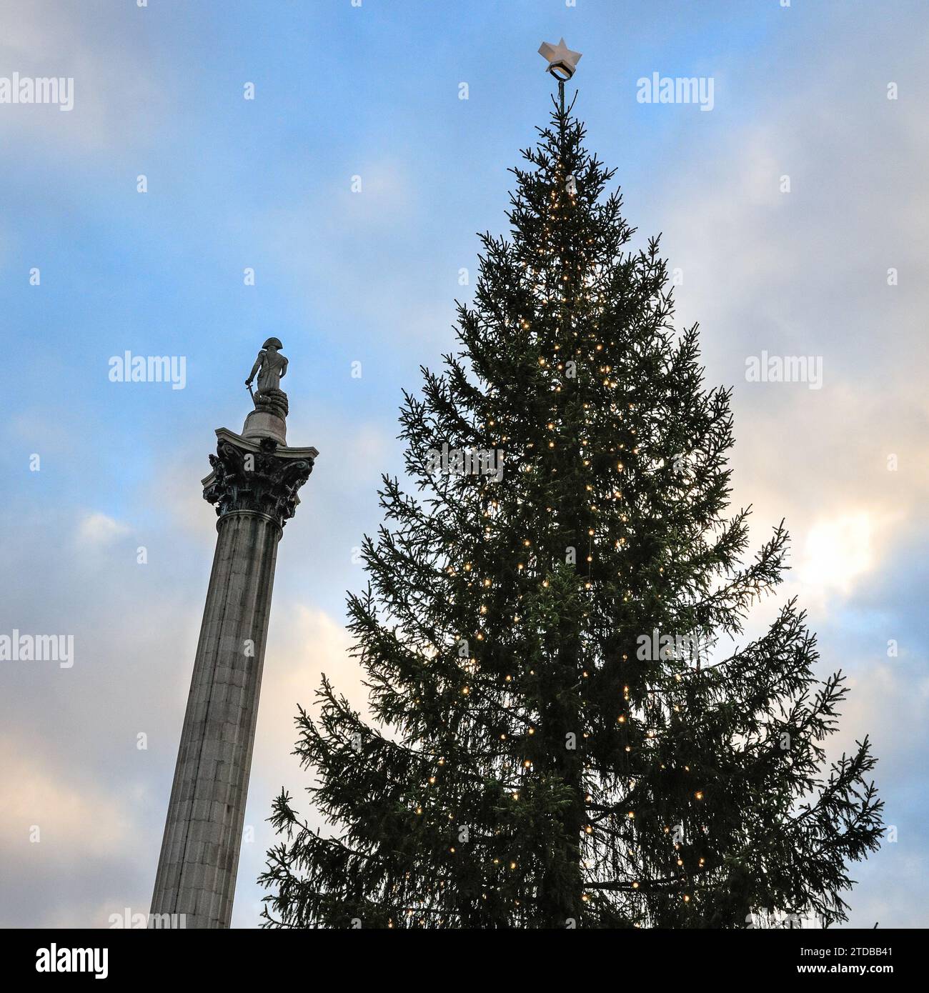 London, UK. 17th Dec, 2023. The Trafalgar Square Christmas tree, a