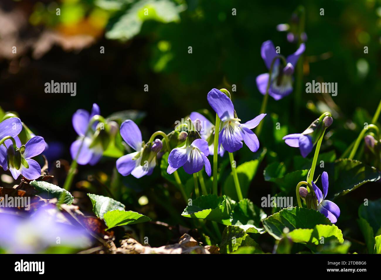 Forest clearing with Common violets (Viola collina) flowers in bloom, s, flower background . selective focus Stock Photo