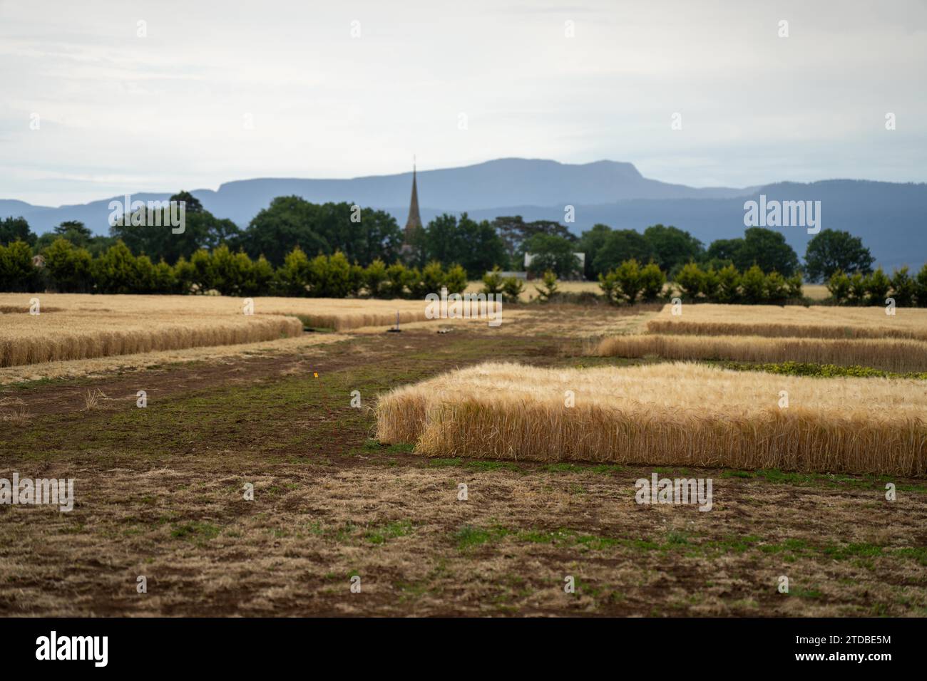 Crop rows of wheat and barley plants showing Agriculture growth and ...