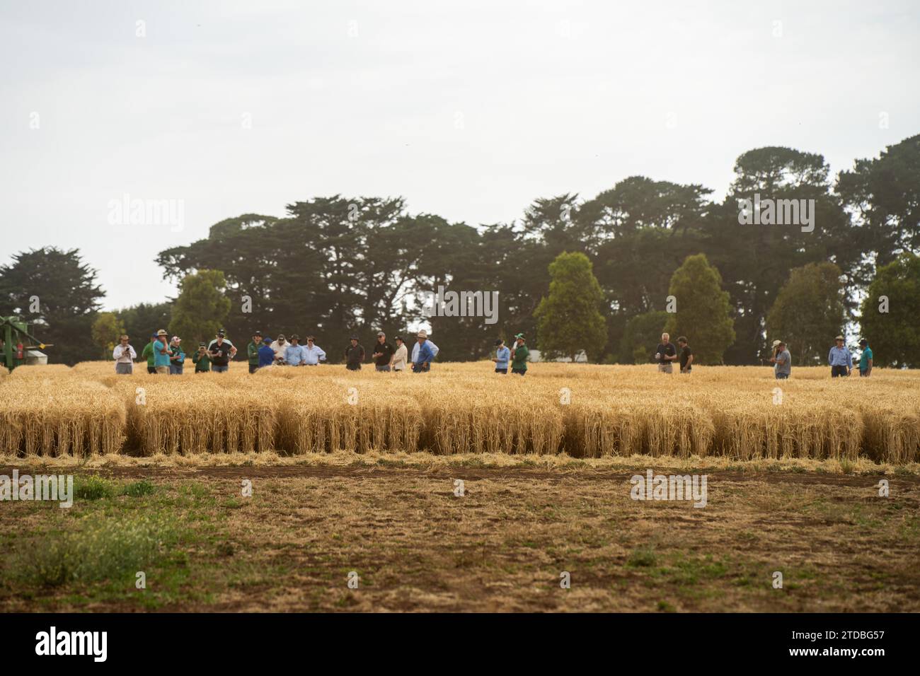 agricultural field day with a group of farmer growing wheat and barley