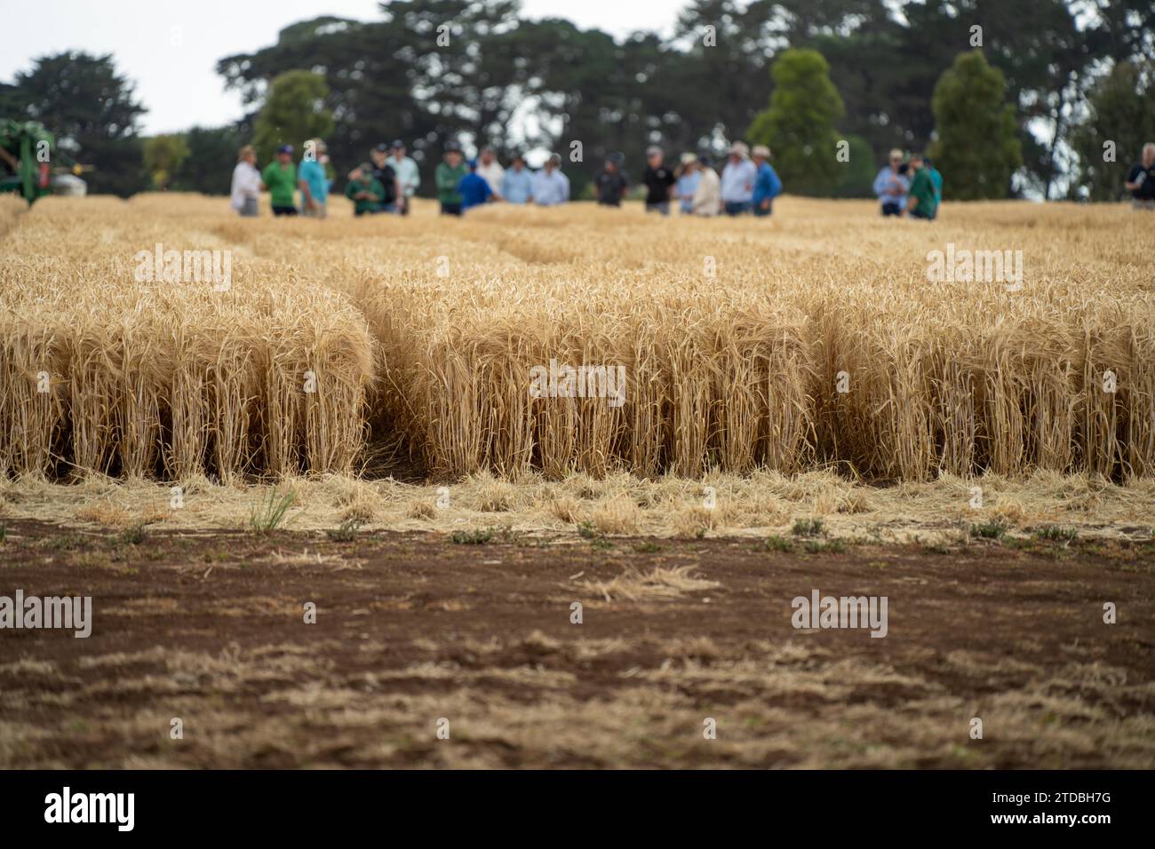 regenerative organic farmer, learning about cereal crops and looking at