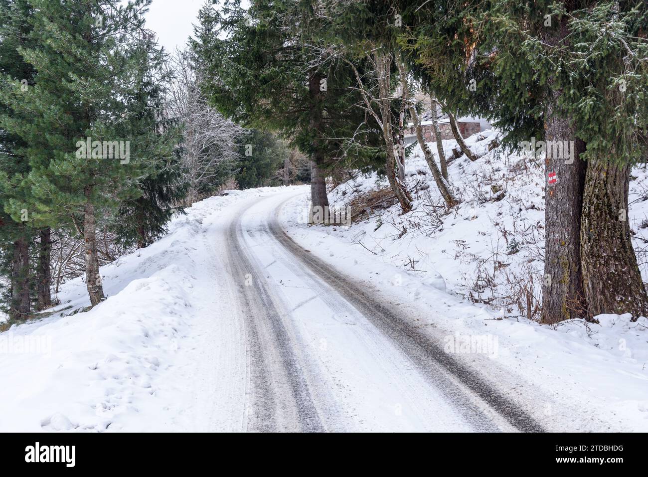 Narrow snow covered mountain road through woods in winter Stock Photo