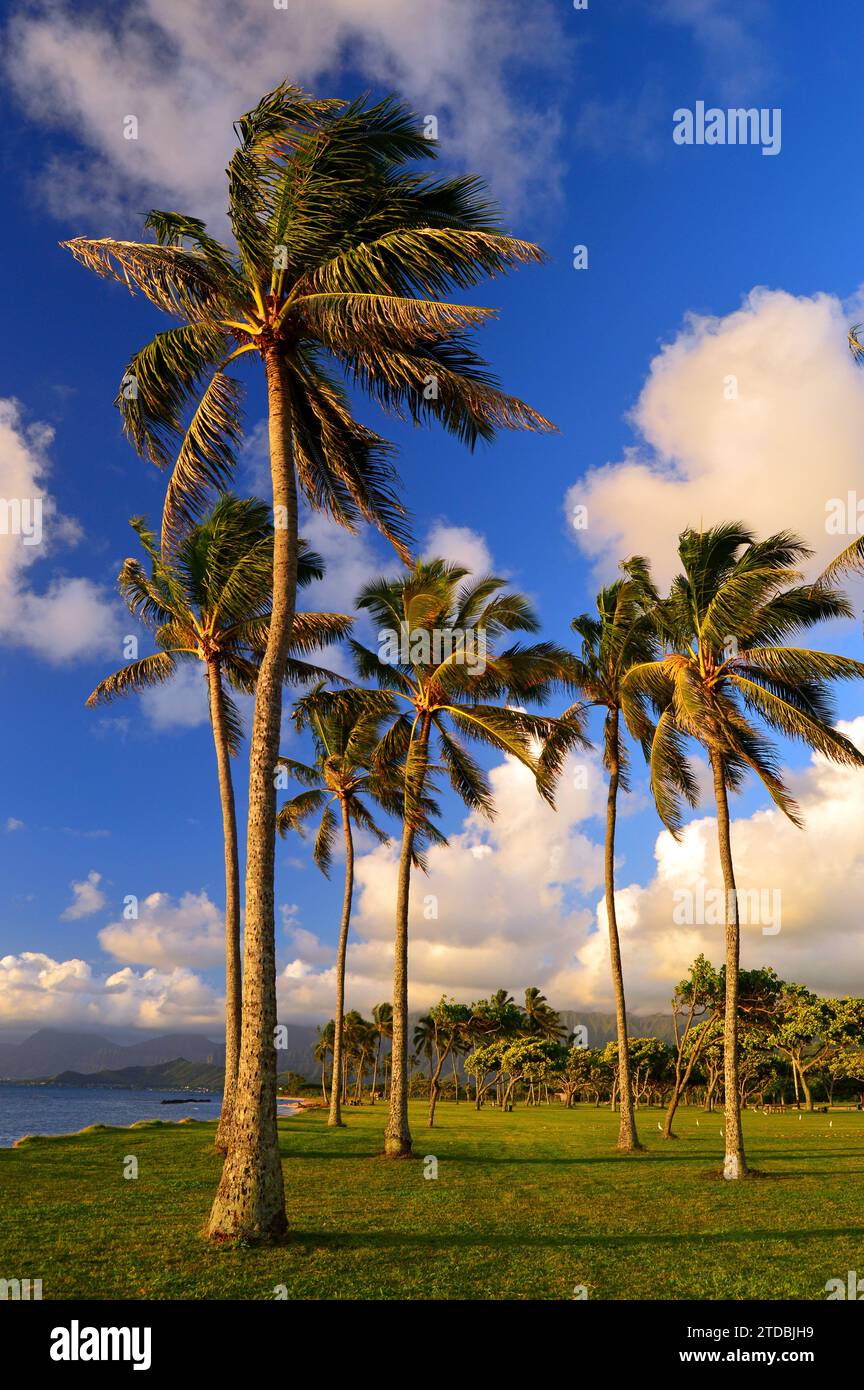 Palm trees sway in the breeze at the shore in Hawaii Stock Photo