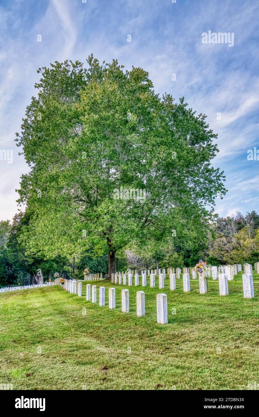 Rows of white markered military graves by a lone tree at Fort Donelson National Cemetery in Dover, Tennessee. Stock Photo