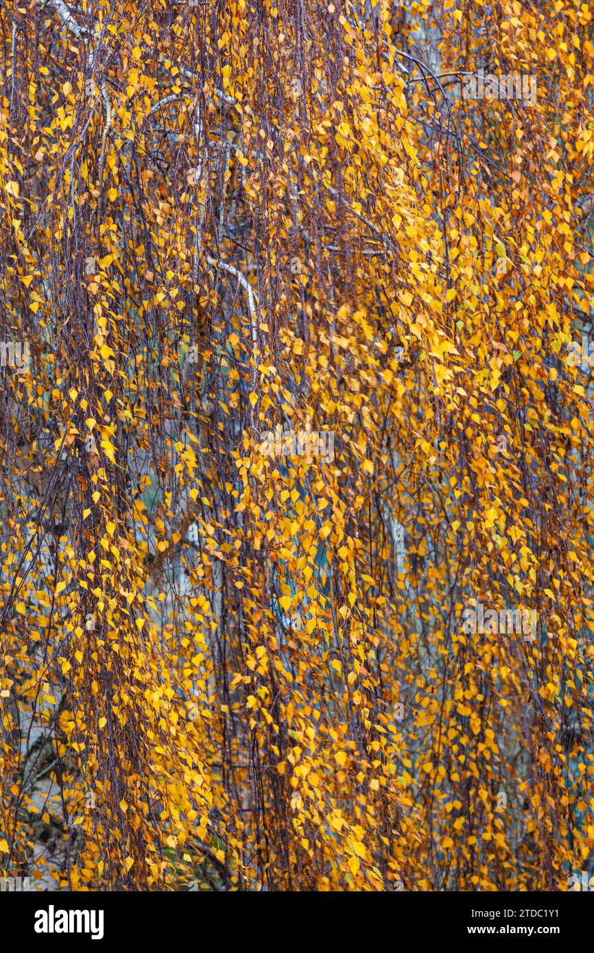 Cascading yellow leaves in autumn Steveston British Columbia Canada Stock Photo
