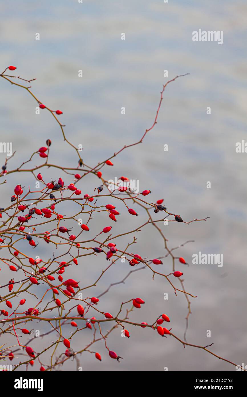 Red rose hips against a water background in Steveston British Columbia Canada Stock Photo