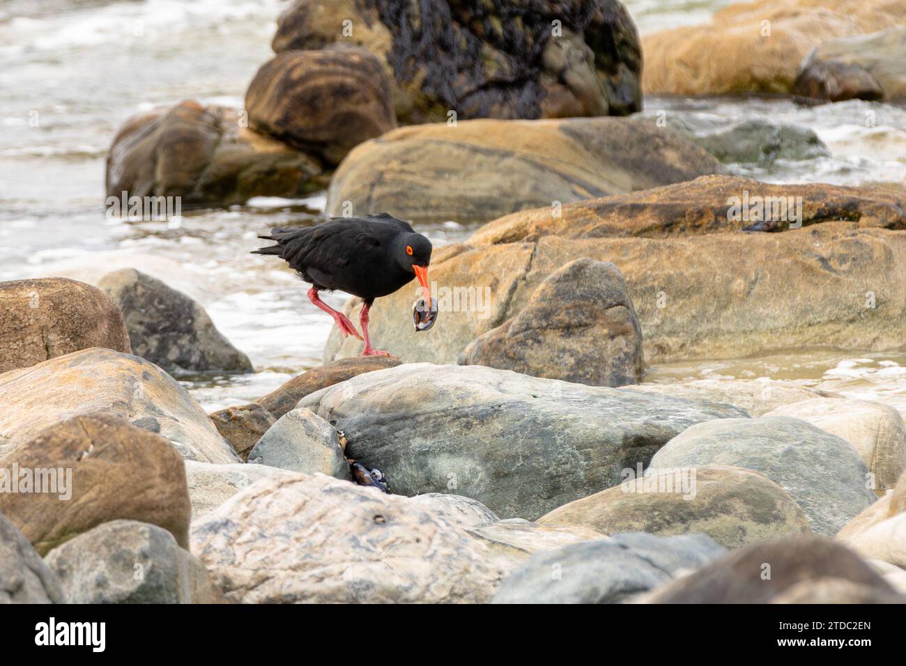 African oystercatcher (Haematopus moquini) or African black oystercatcher on the rocks of Noordhoek beach on the Cape peninsula, South Africa. Stock Photo