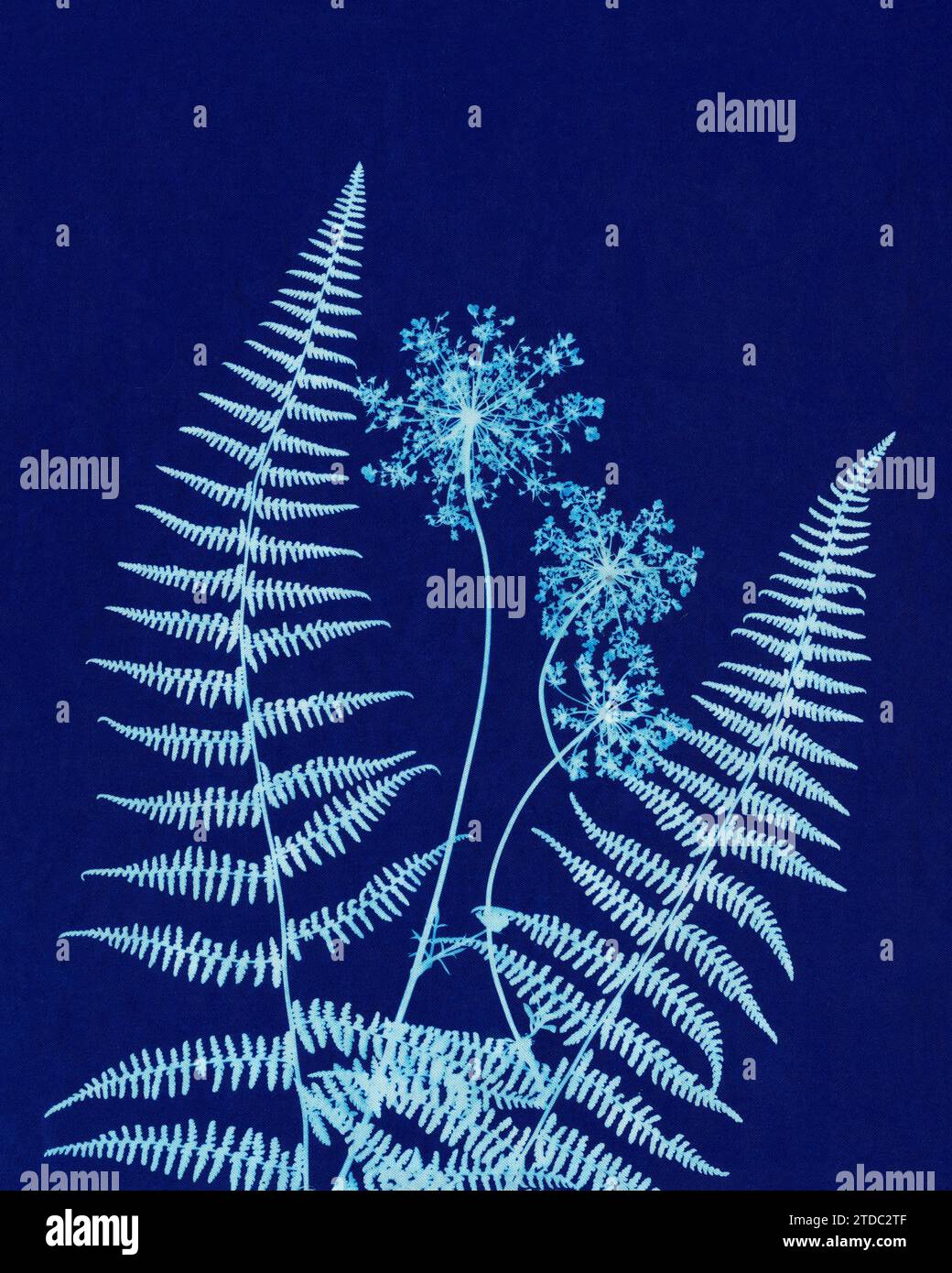 Cyanotype of Queen Anne's Lace and Hayscented Fern. Stock Photo