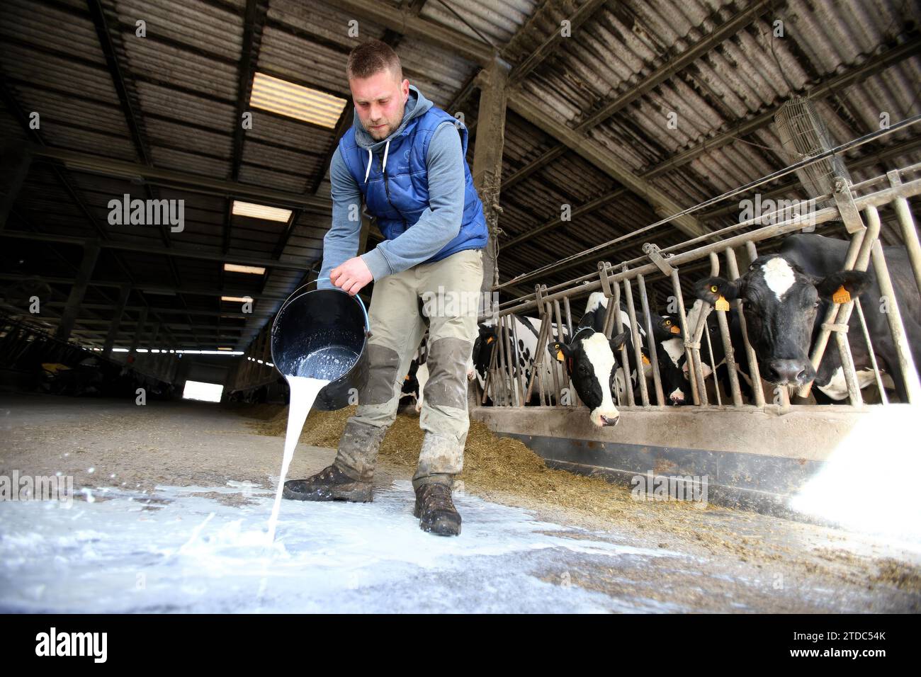 Arzúa (La Coruña), 03/17/2022. Ramón Vázquez, rancher, on his farm where he is dumping 6,000 liters of milk a day. Photo: Miguel Muñiz. ARCHDC. Credit: Album / Archivo ABC / Miguel Muñiz Stock Photo