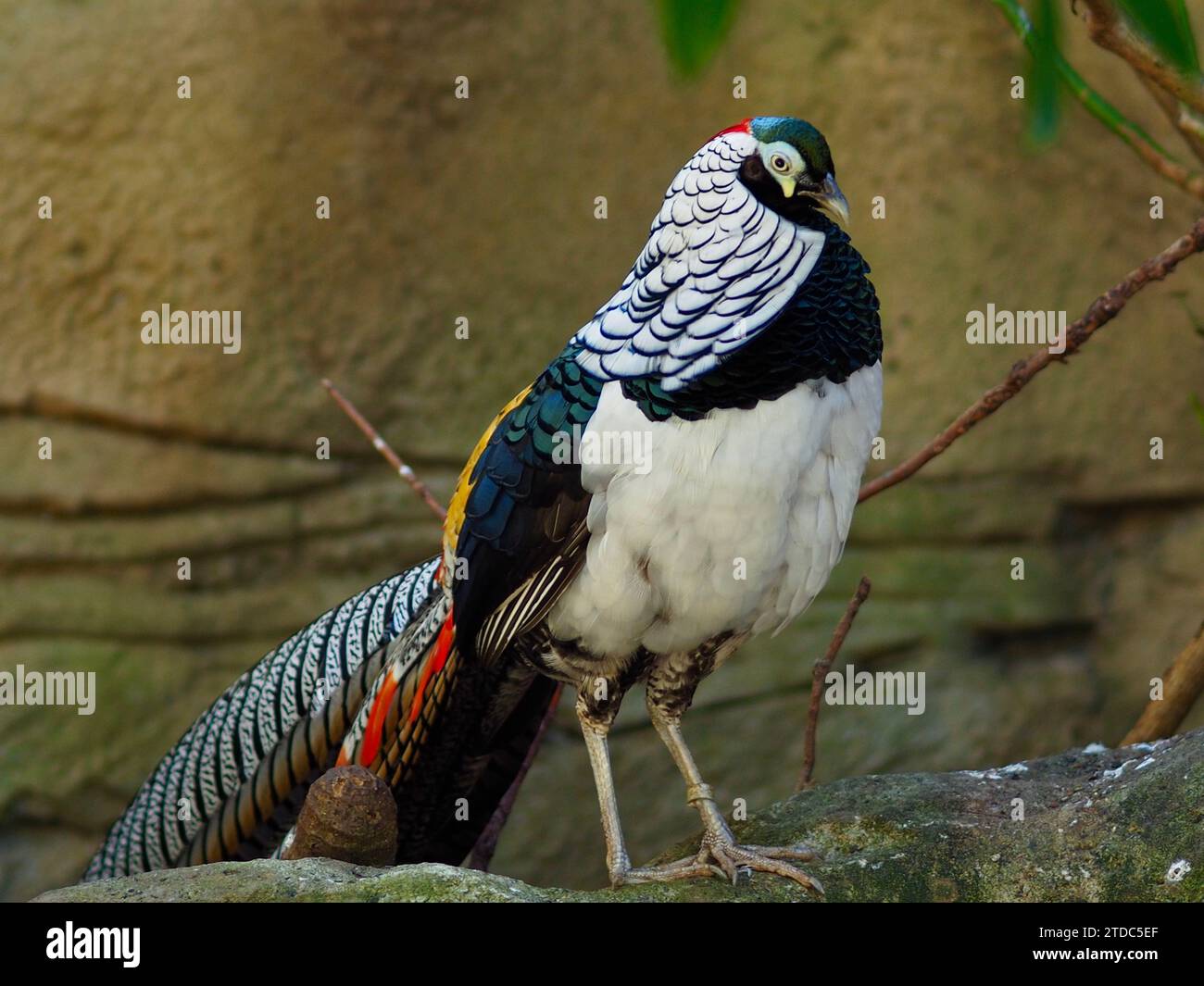 Impressive stately male Lady Amherst's Pheasant in outstanding beauty. Stock Photo