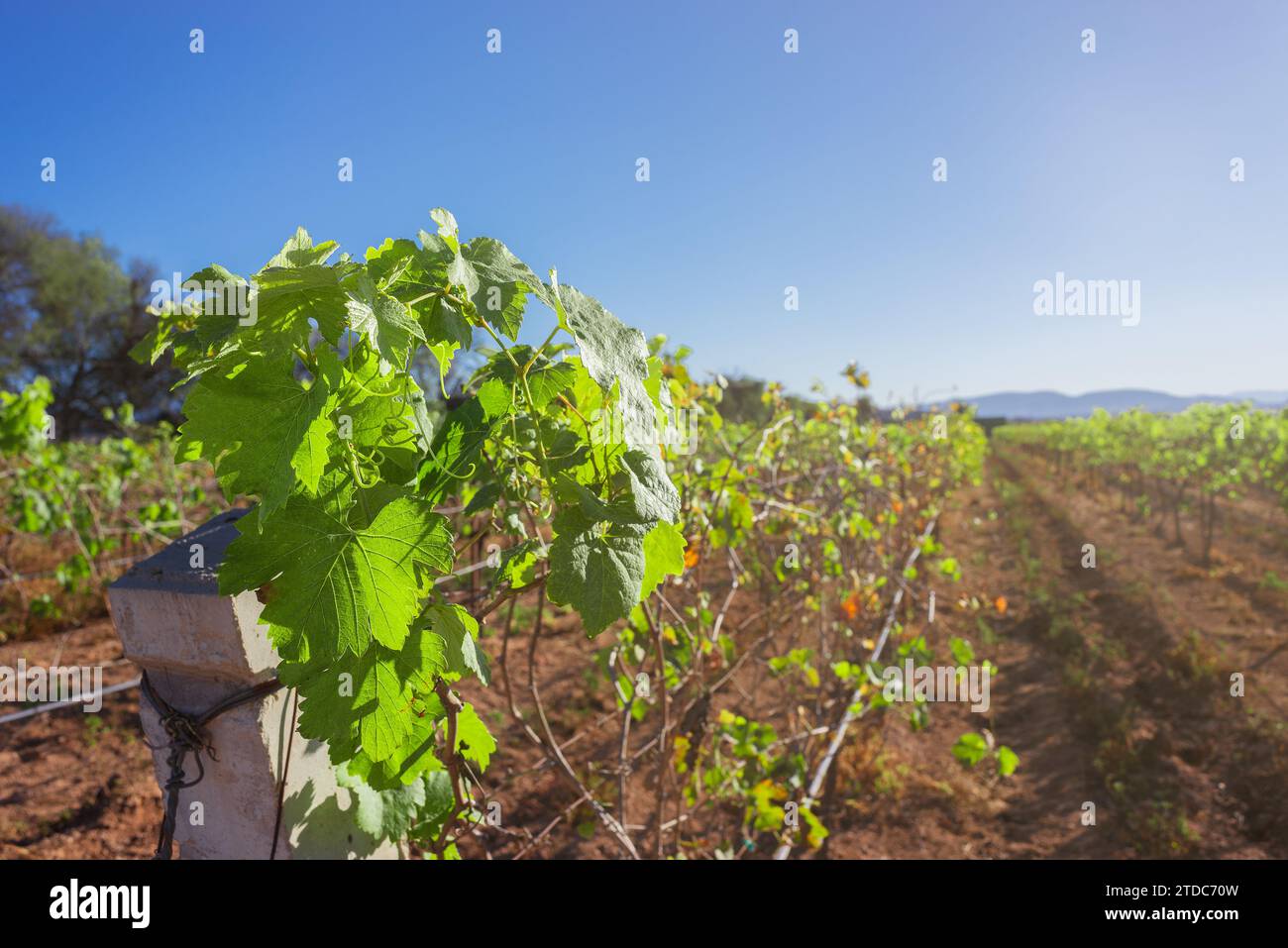 Green plant of young grapes in wine field during summer, planting place for wines in summer with sunny sky, no people Stock Photo