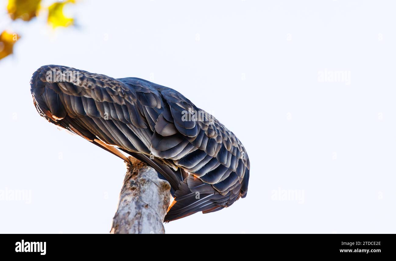 Turkey vulture perched in a tree facing the sun with wings slightly spread creating a wind shield. Stock Photo