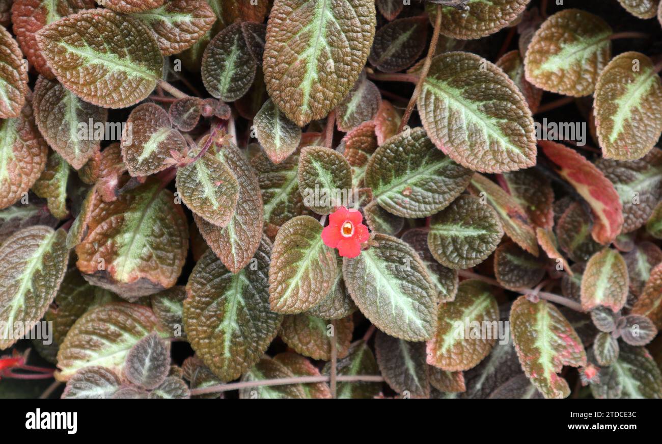 View of a small red flower blooming on a Episcia genus plant which has brownish colored leaves. This plant commonly known as Episcia cupreata, or flam Stock Photo