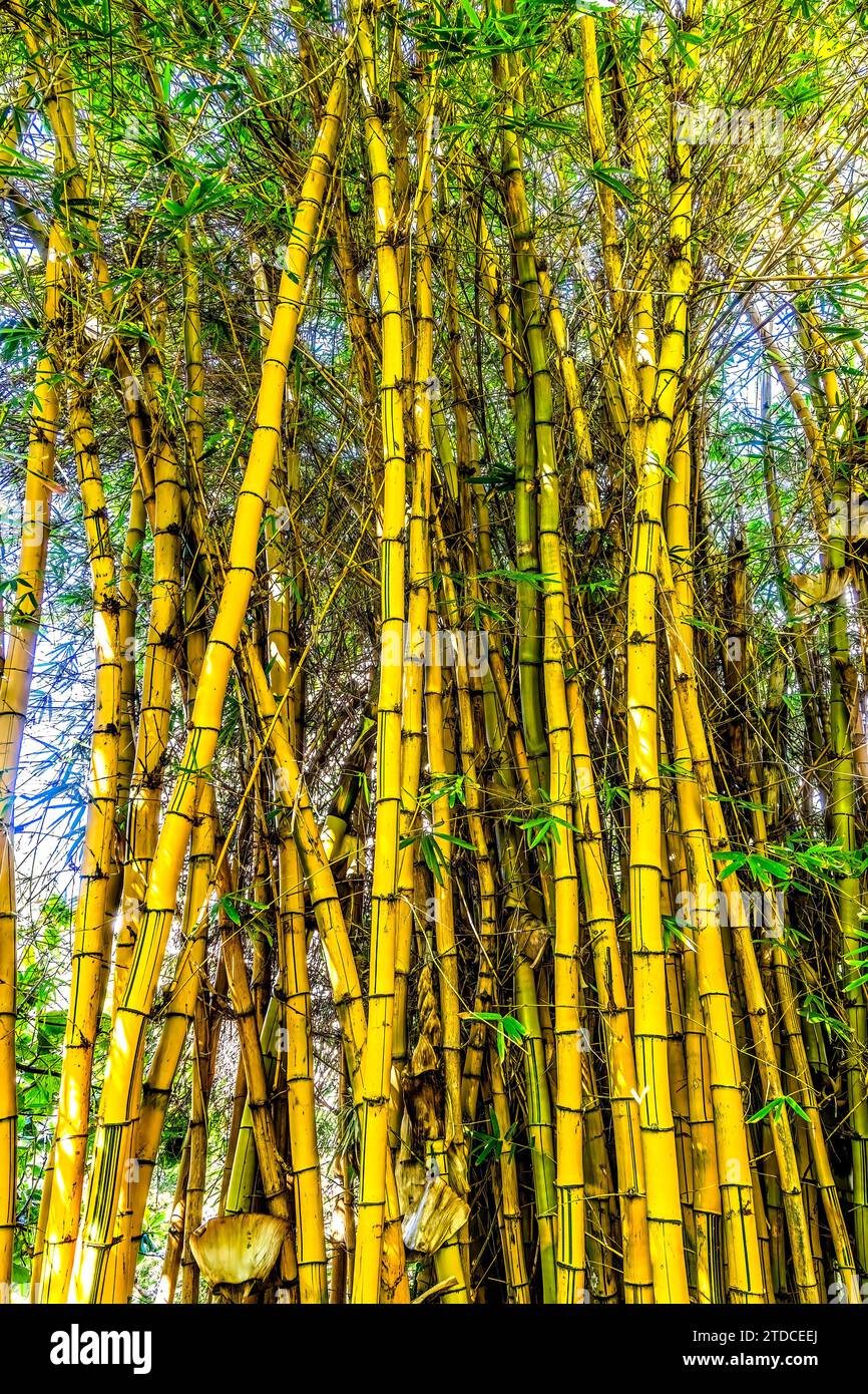 Golden Hawaiian Painted Bamboo Bambusa Vulgaris Vittata Green Leaves Waikiki Honolulu Oahu Hawaii Stock Photo