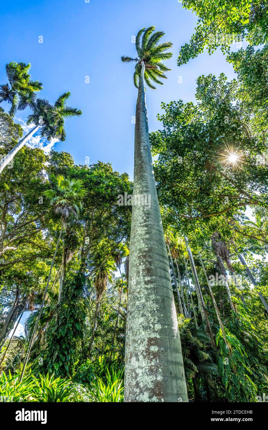 Palm botanical garden honolulu oahu hires stock photography and images