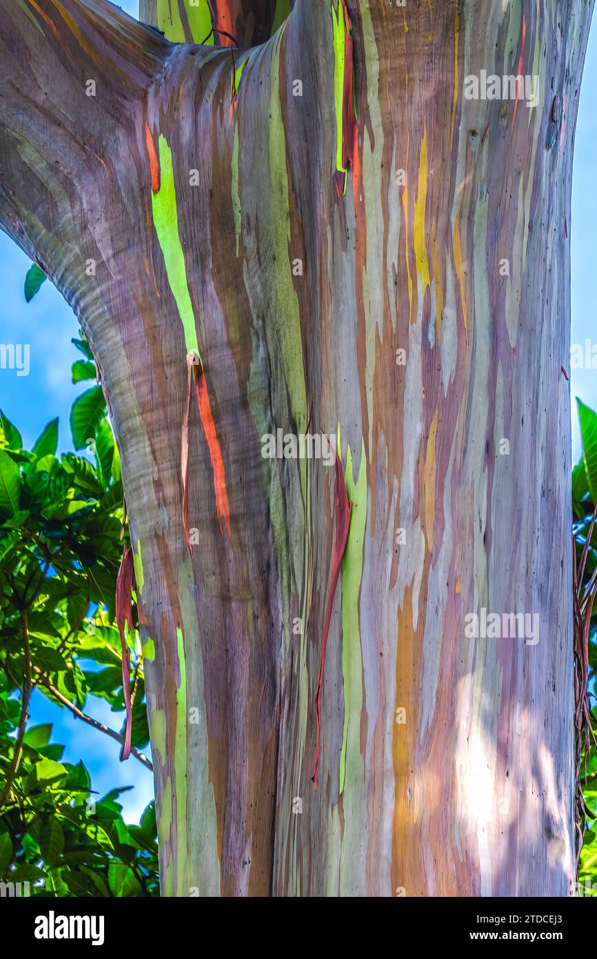 Eucalyptus deglupta indonesia hires stock photography and images Alamy
