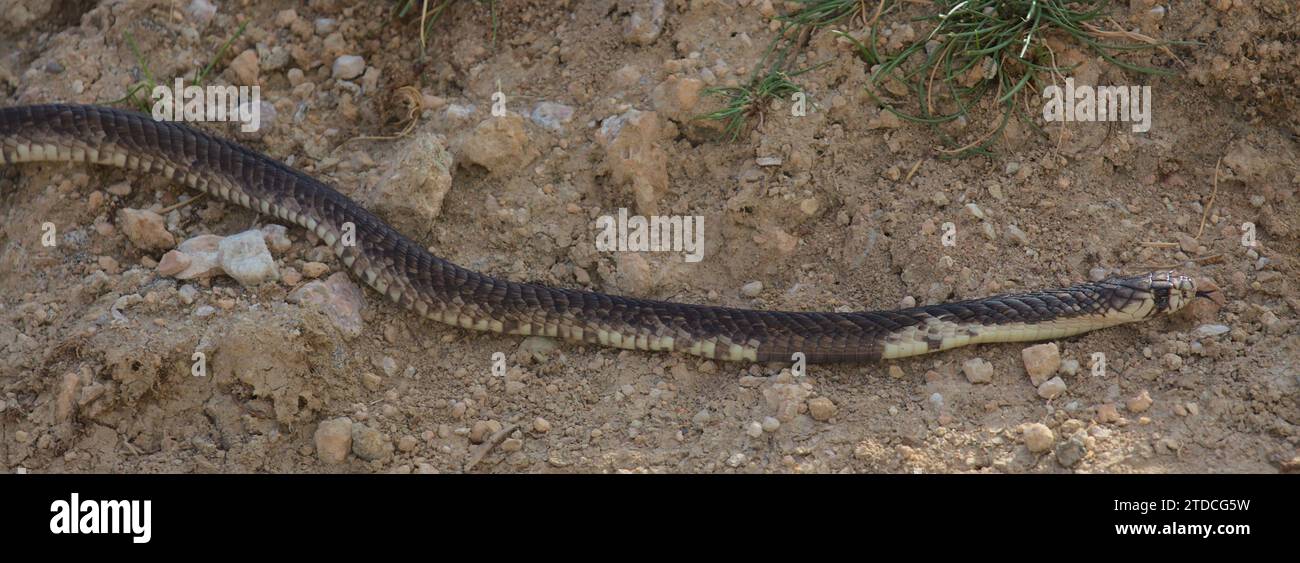 Black mamba snake hi-res stock photography and images - Alamy