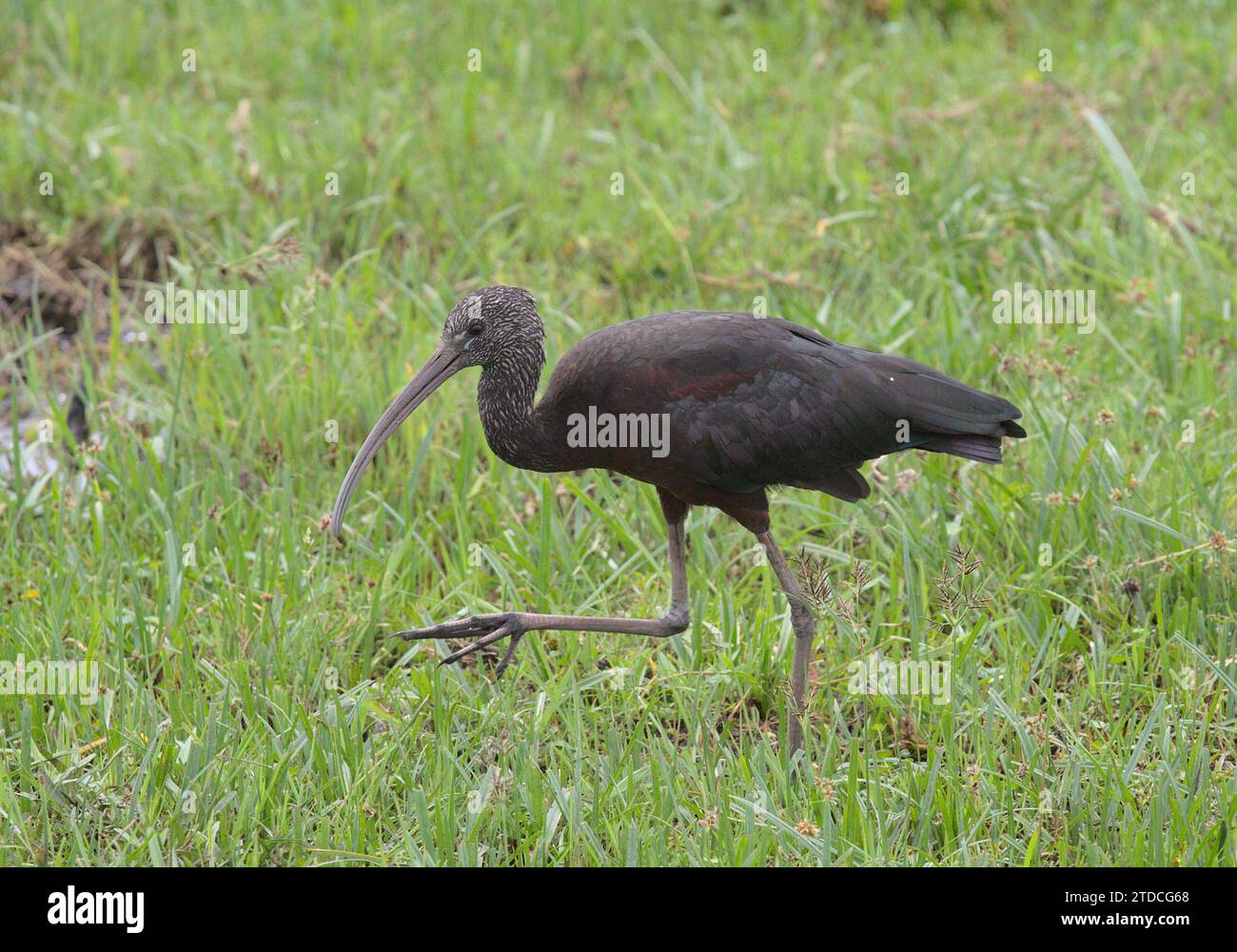 side view of glossy ibis wading looking for food in the wild swamps of ...